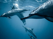 BBIN官网-女子履行判决向“出轨丈夫”公开道歉，男方供职单位回应：已对其停职调查